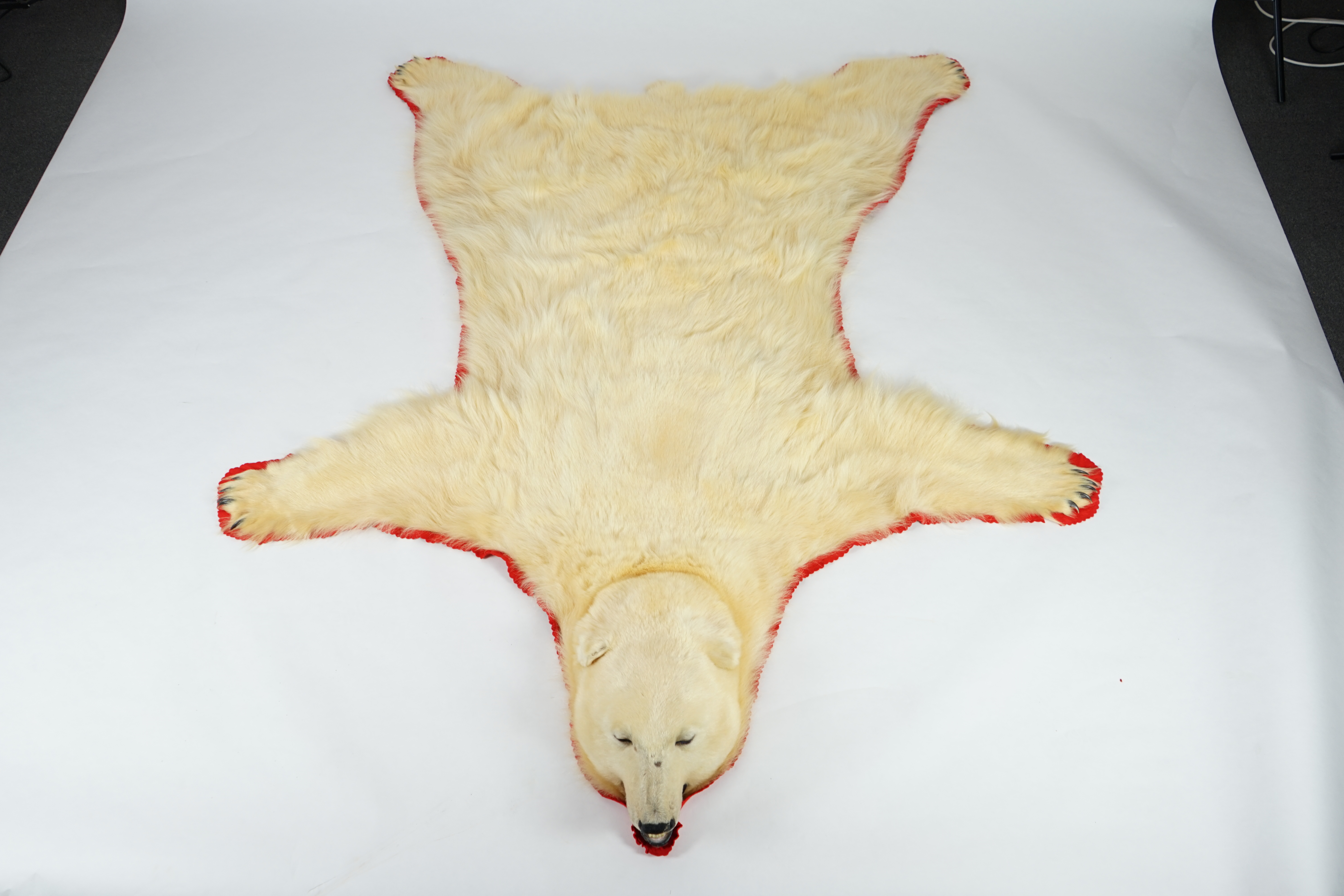 A Ken Hawkins taxidermy polar bear skin rug